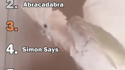 Ranking: The Best Parrot Moments 🦜 | Funniest & Smartest Parrots Caught on Camera