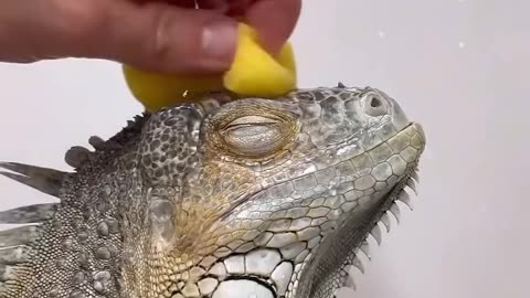The man rescued an iguana from a vicious dog and then cared for it ❤️