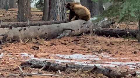 There Can Only Be One Bear on the Tree