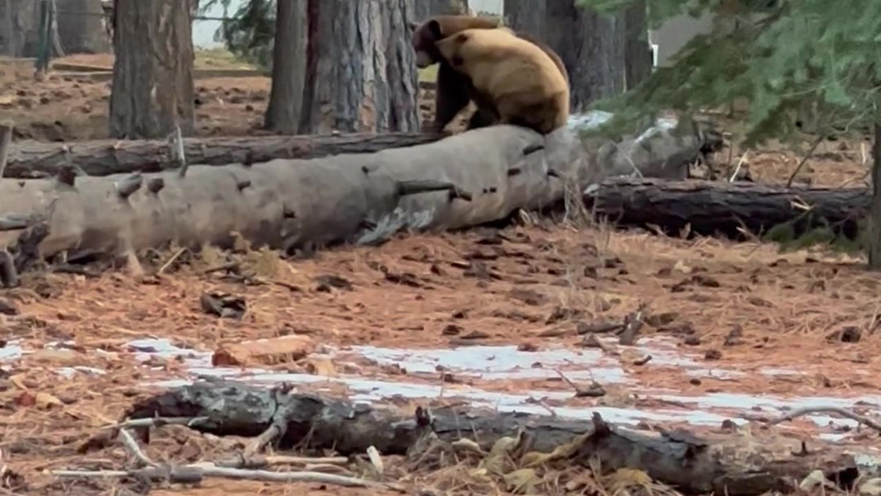 There Can Only Be One Bear on the Tree