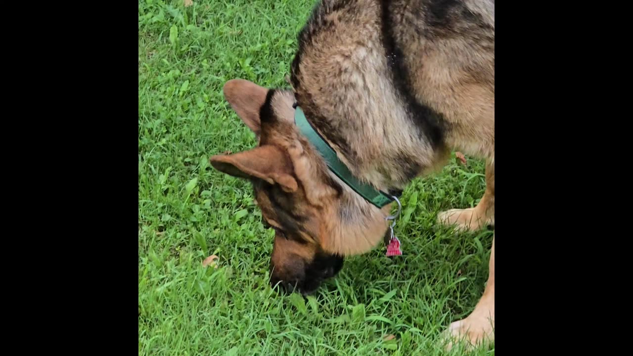 Virgil german shepherd.