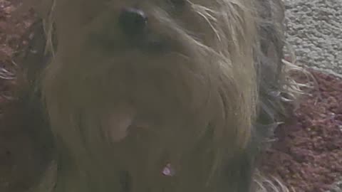 Yorkie Kaylee throwing tantrum