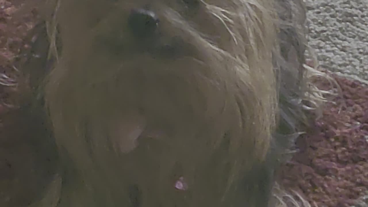 Yorkie Kaylee throwing tantrum