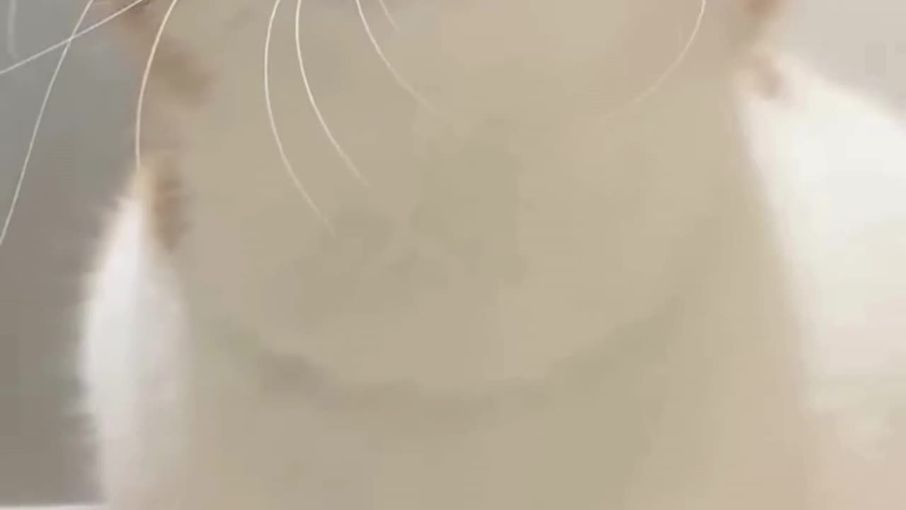 Kitty meoving to attract cats