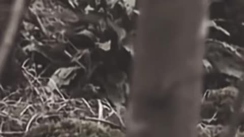 😨👻 You Won't Believe What They Caught on Camera! Windigo | TheHauntingHour