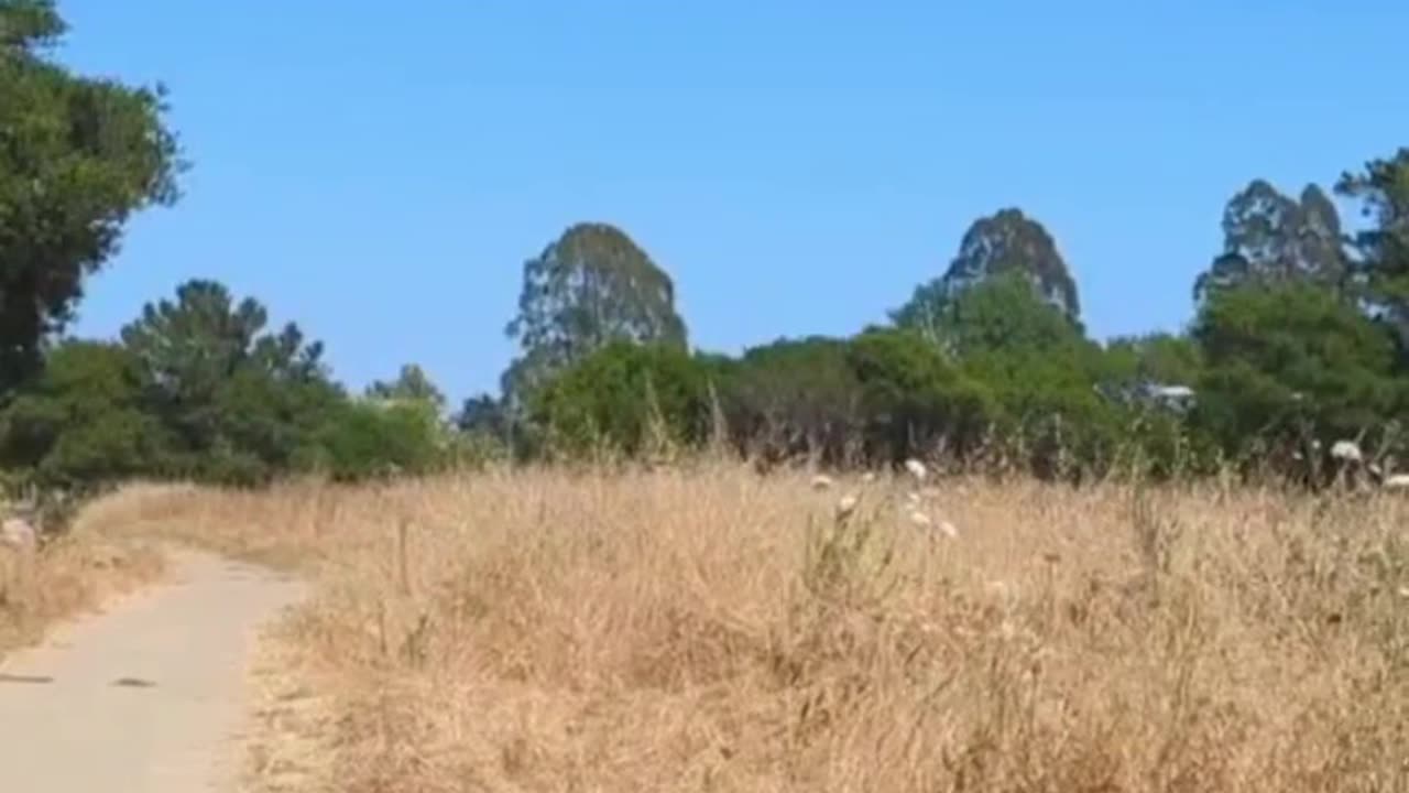 Dusty Trail