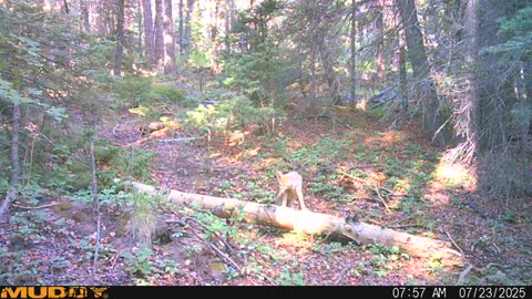 Coyotes on the hunt