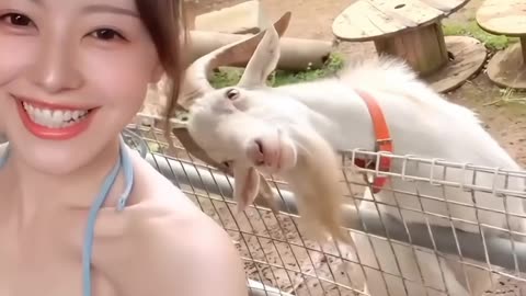 Cute goat with a hot girl