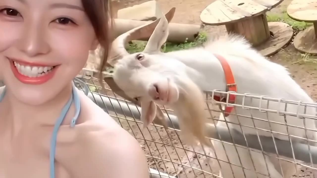 Cute goat with a hot girl