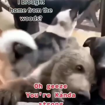 Funny animal videos
