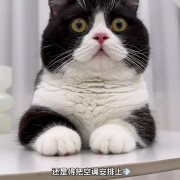 😼 "Cat Attitude on Full Display 😹 | Sassiest Kitty Moments Ever!"