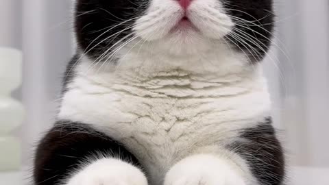 😼 "Cat Attitude on Full Display 😹 | Sassiest Kitty Moments Ever!"