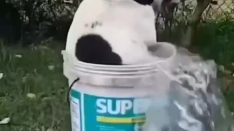 Cuteness Overload! These Cats Will Steal Your Heart! 🐱❤️