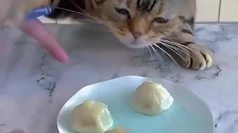 Funny and greedy cats