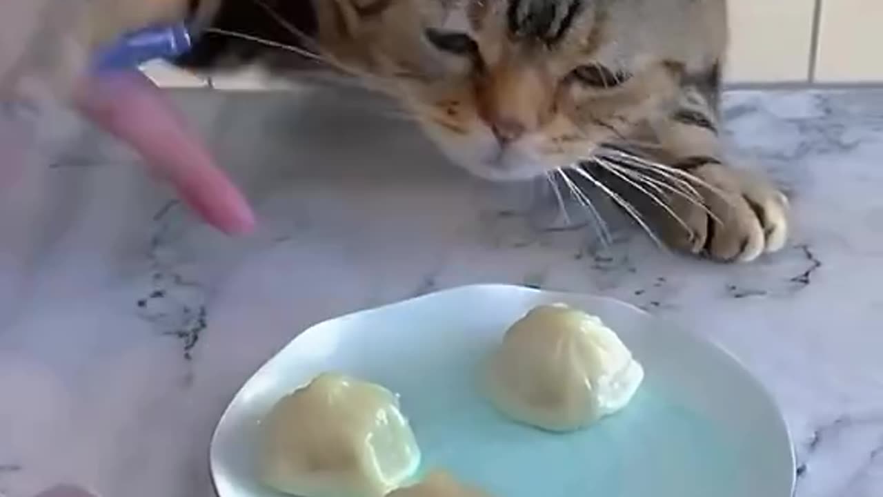 Funny and greedy cats