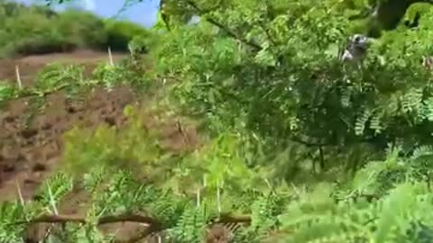 Hanging sleep in nature 🦇🌿 Hanging Sleep in Nature 🦇🌿