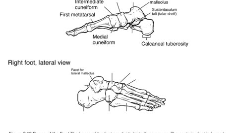 Practice identifying bones of the foot (2.0)