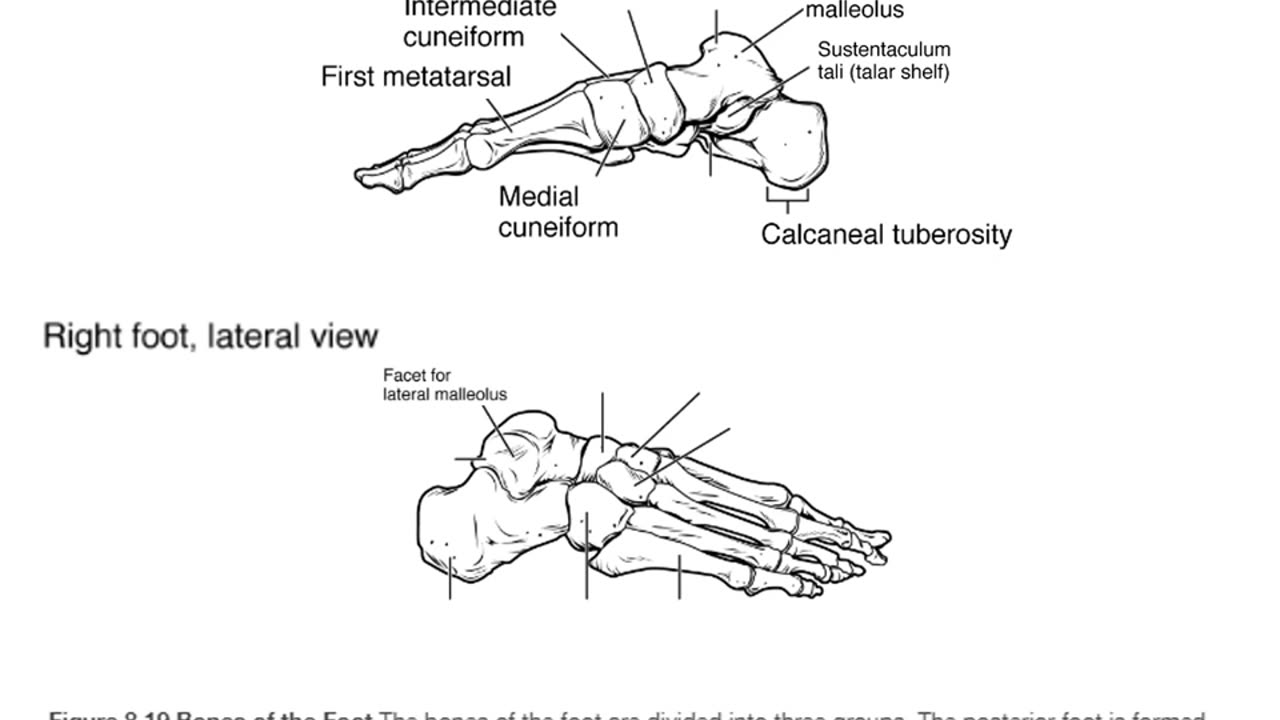 Practice identifying bones of the foot (2.0)
