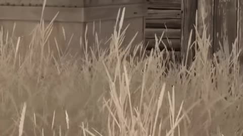 When You're New to DayZ