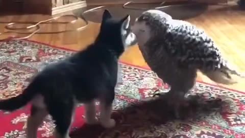 🦉🐶 Owl Loves Husky Puppy! | FunFM