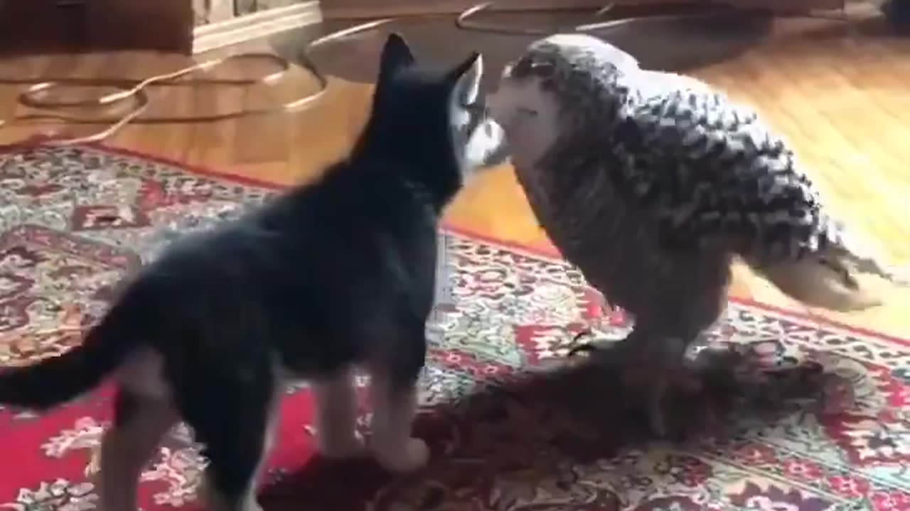 🦉🐶 Owl Loves Husky Puppy! | FunFM