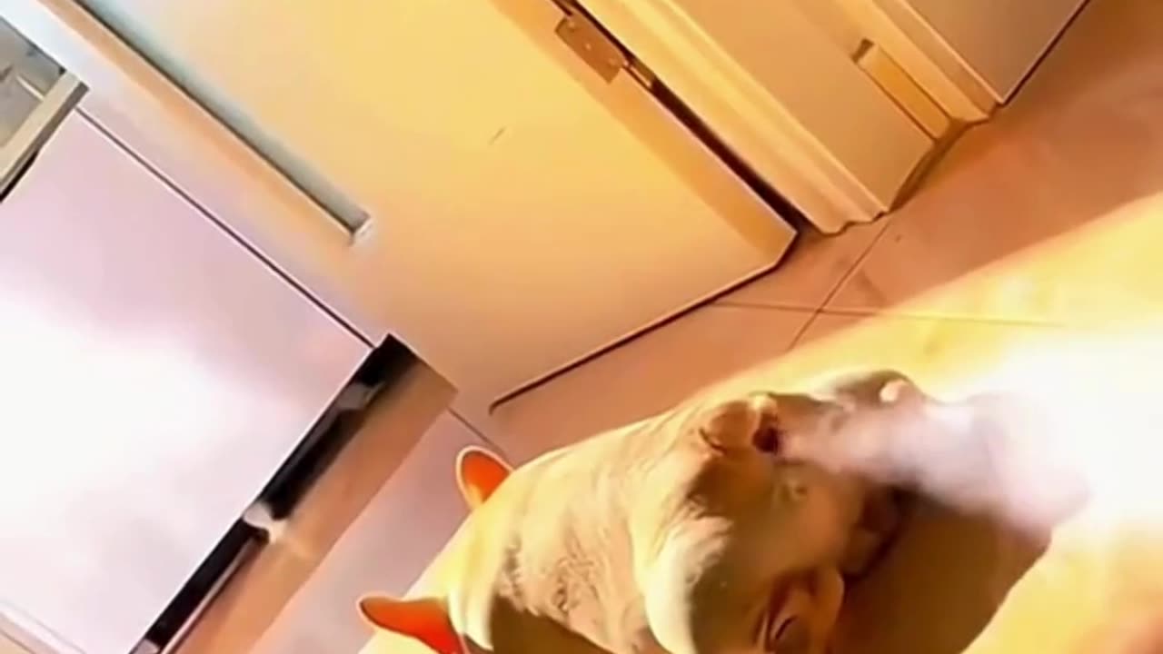 FUNNY ANIMAL COMPILATIONS - PART 61