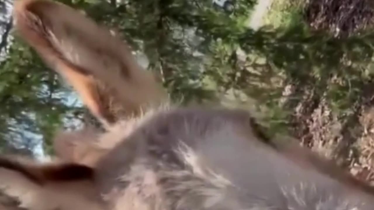 Tim Burchett also deals with donkeys at home.