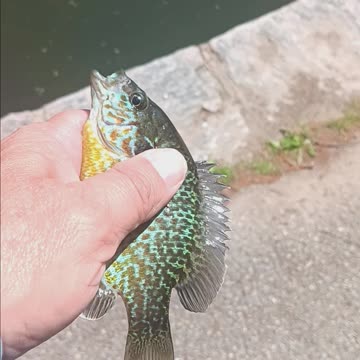 Pumpkinseed sunfish