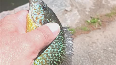 Pumpkinseed sunfish