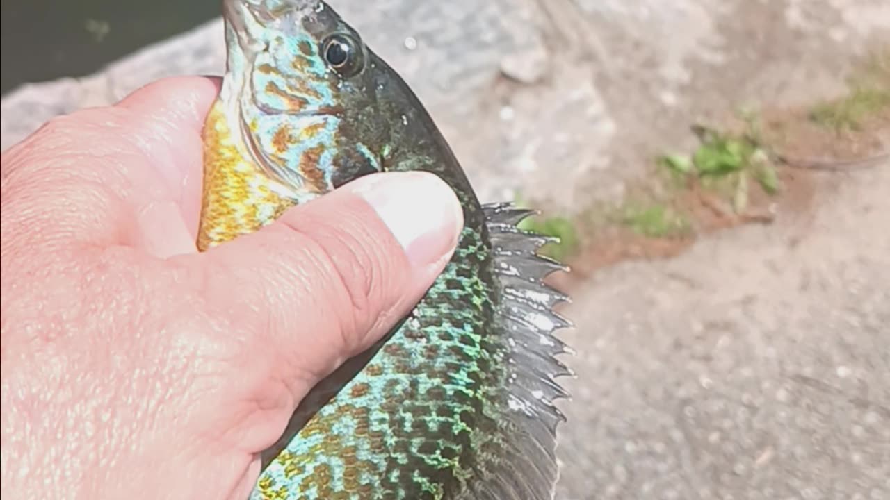 Pumpkinseed sunfish