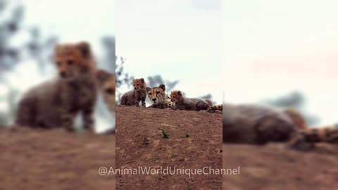 Cheetah Cubs with Mom in the wild