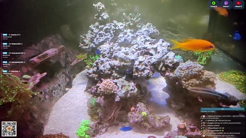 24/7 Real Live Reef Stream