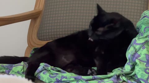 Cute Precious Piper Takes a Bath on Her Throne - My Adopted Shelter Cat Vlog