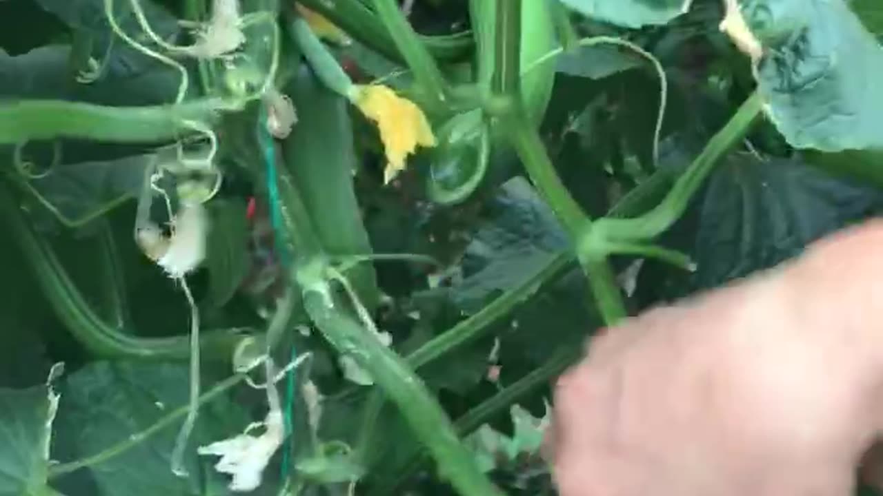 How to harvest cucumbers?