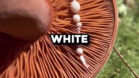 This is TOO Satisfying