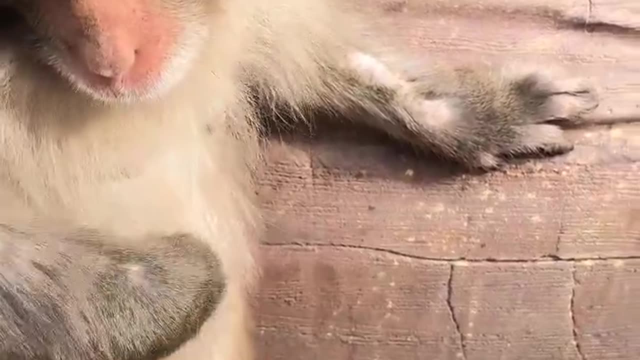 Zookeeper Got a Thorn... and the Monkey Became the Doctor 🐒🩹