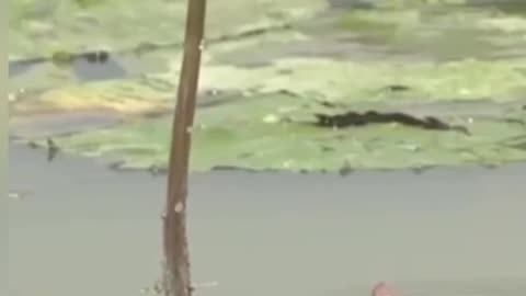 Clever Catch