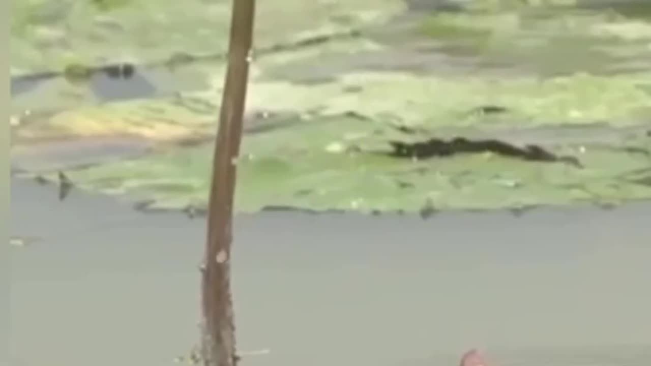 Clever Catch
