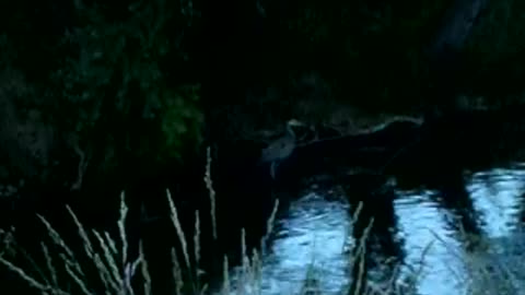 Grweat, err, great blue heron again!!!!