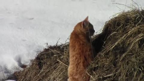 Funny Cats