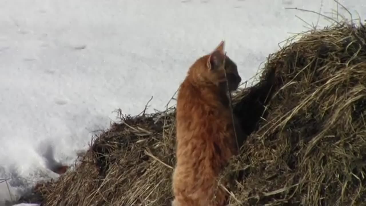 Funny Cats