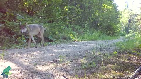 Amazing moments from the boreal forest of northern Minnesota