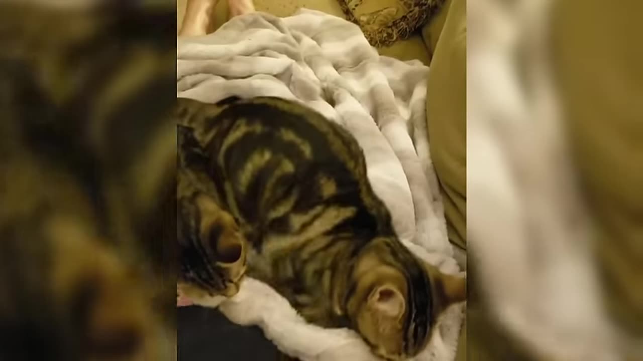 -funny-cat-videos