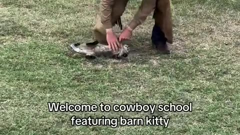 😻💆‍♀️ Cat Loves the Attention! | FunFM
