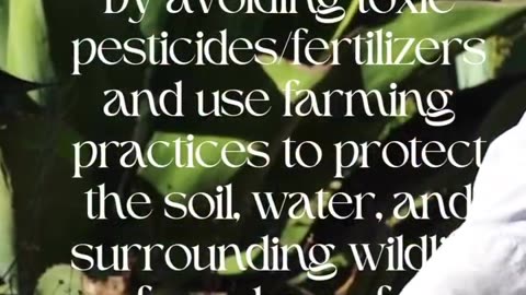 AgaveLuz | Experience How Organic Tequila Is A Probiotic