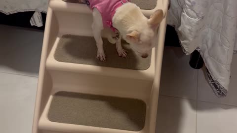 Chihuahua Climbs Stairs In Style