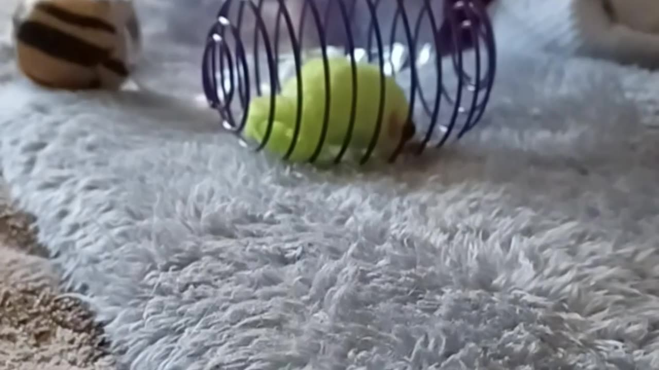 A different playtime view!