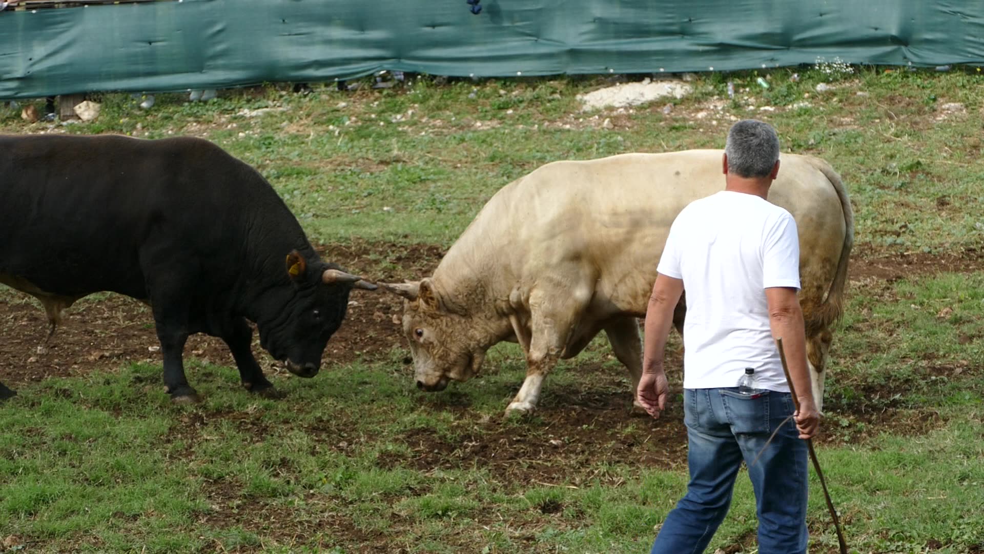Azov od Daruvara vs Peran od Tokića Šestanovac 2025