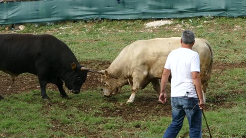 Azov od Daruvara vs Peran od Tokića Šestanovac 2025