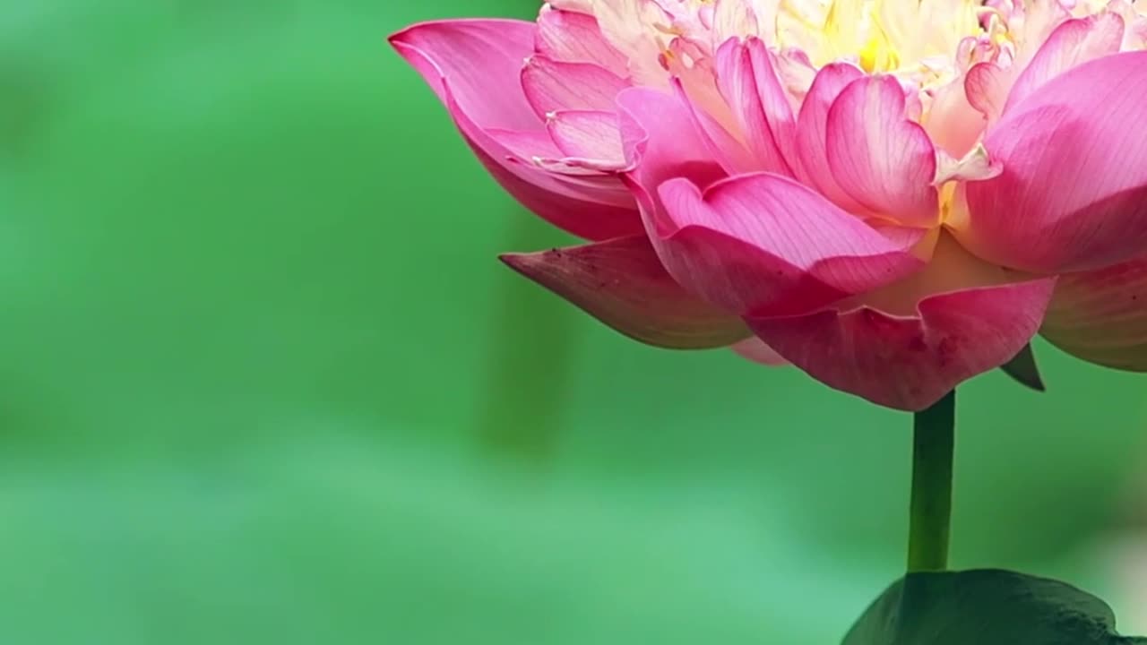 One Big Happy Universal Family